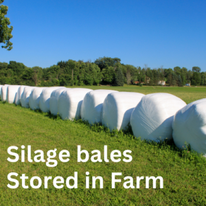Silage bale in farm